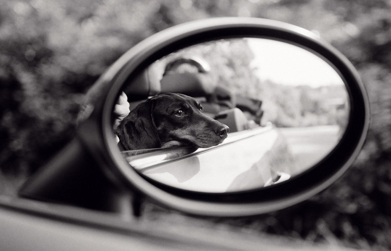 Lola, Rear View Mirror, East Hampton